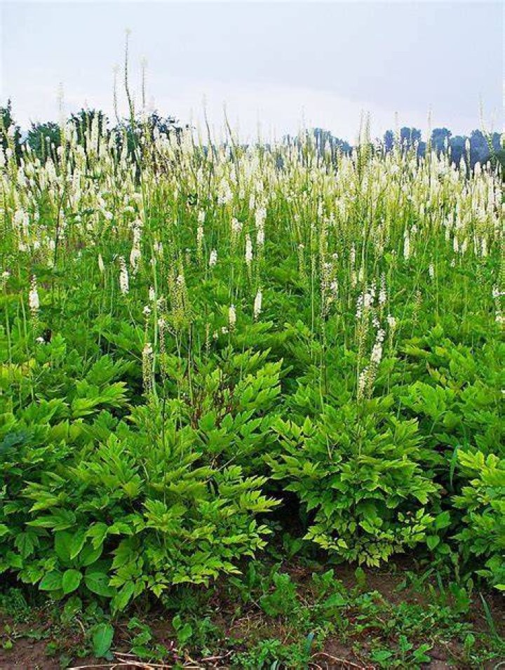 What is cimicifuga racemosa used for?