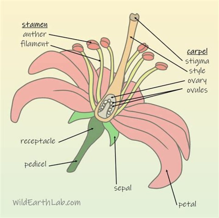 What is floral appendages?