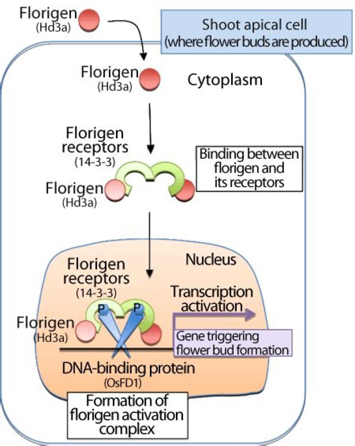 What is florigen pathway?