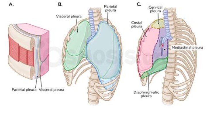 What is mediastinal pleura?