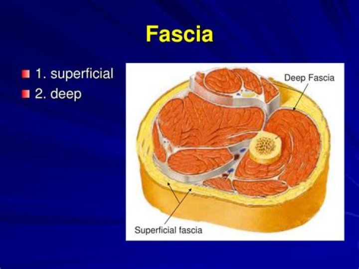 What is superficial fascia?