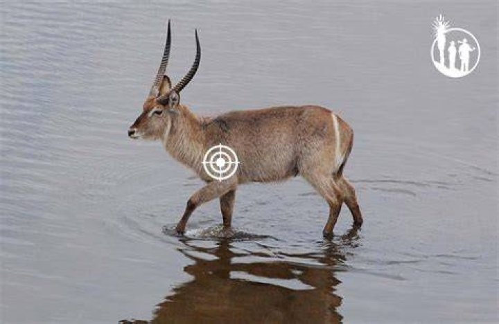 What is the waterbucks predator?