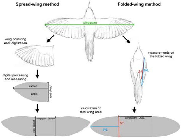 What is wing to wing?