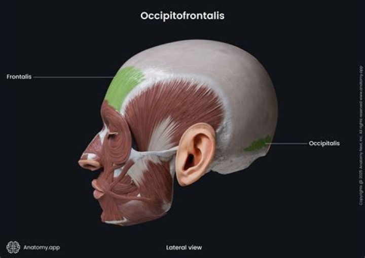 What makes up the occipitofrontalis?