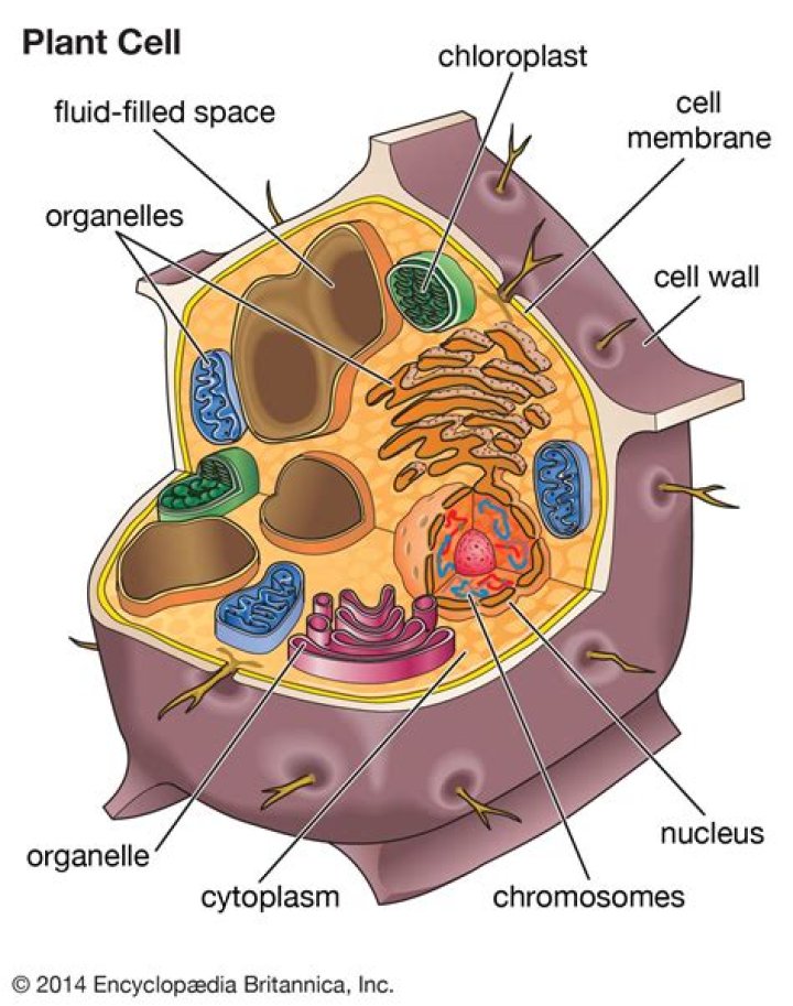 What organelles are only found in plant cells?