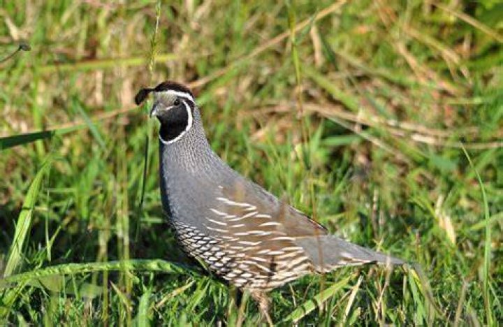 What quail eat in the wild?