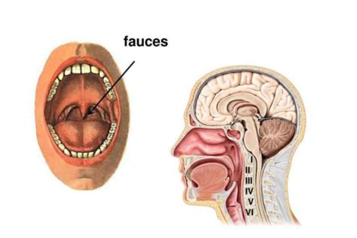 What structures) forms) the boundaries of the fauces?