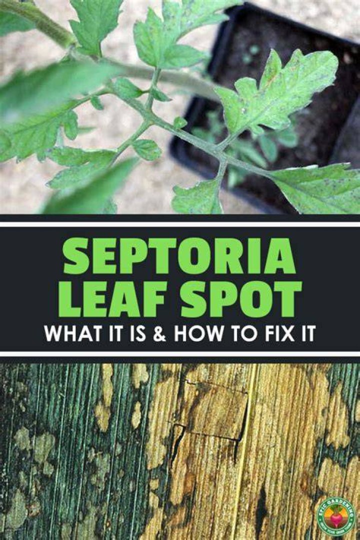 What to use for septoria leaf spot?