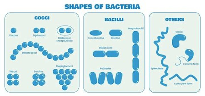What will be the shape of bacillus and coccus type of bacteria?