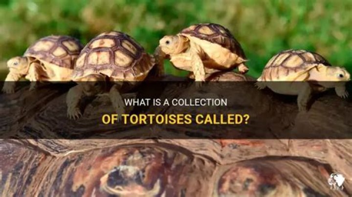 Whats a group of tortoises called?