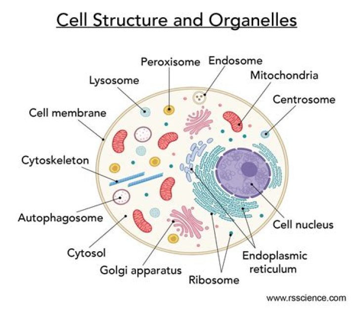 Whats cell has a nucleus and organelles?