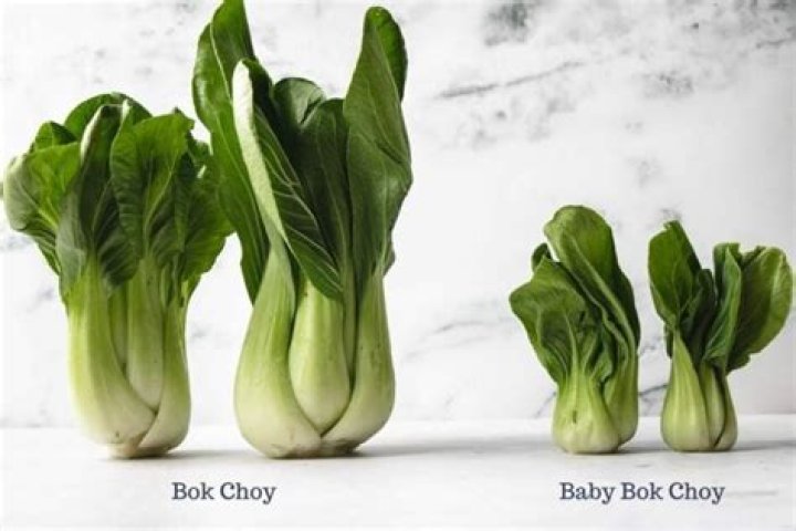 Whats eating pak choi?