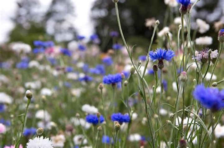 When are cornflowers in season?