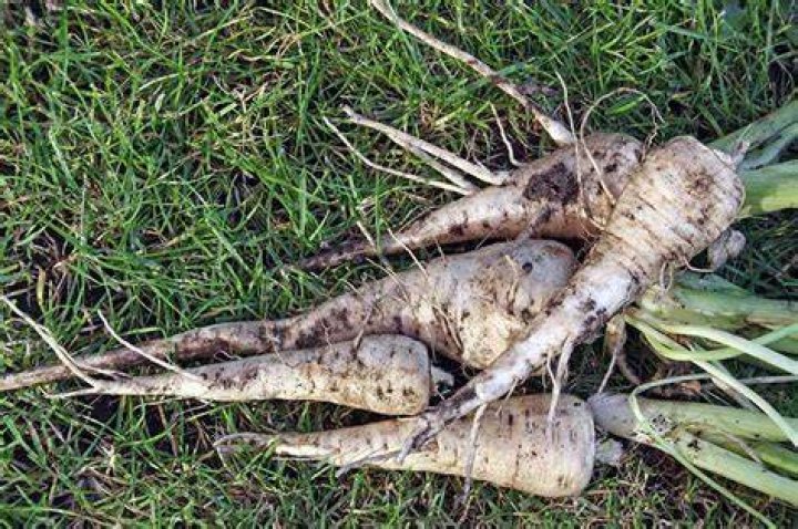 When are parsnips in season uk?