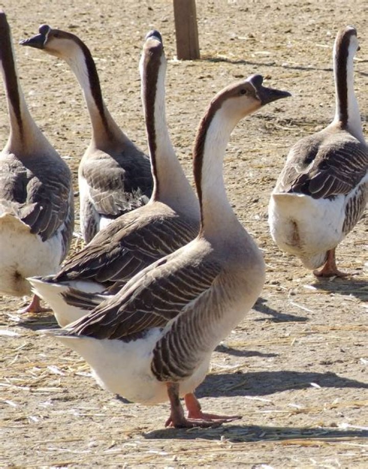 When do goslings get their feathers?