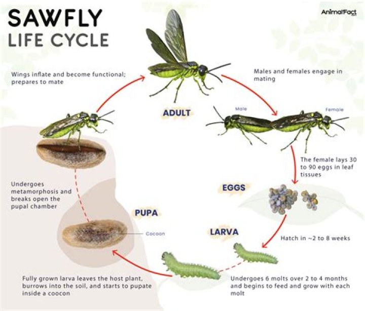 When do sawflies hatch?