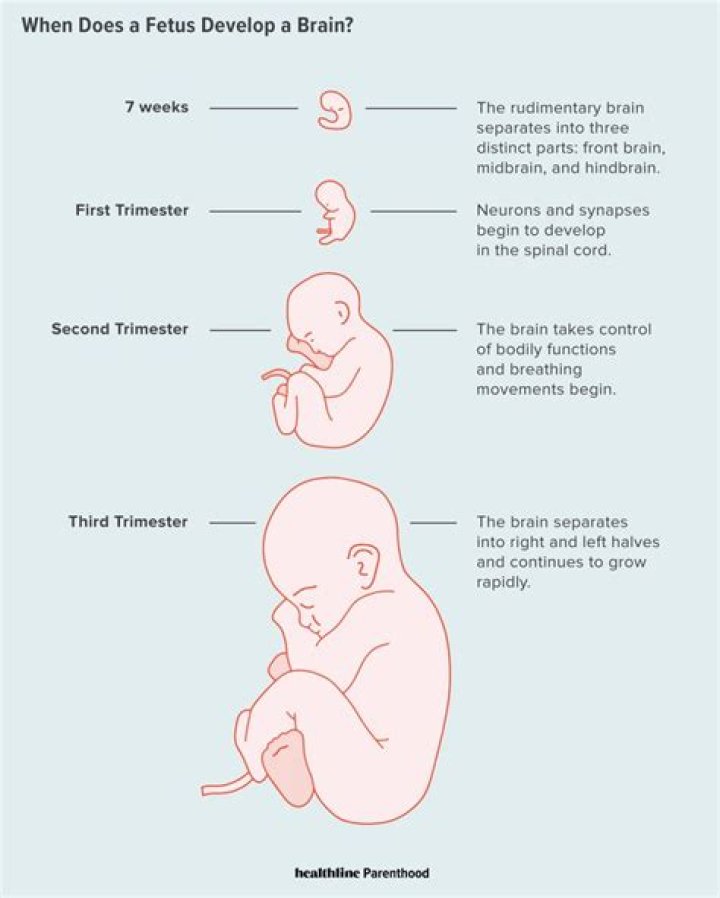 When does the neocortex develop in a fetus?