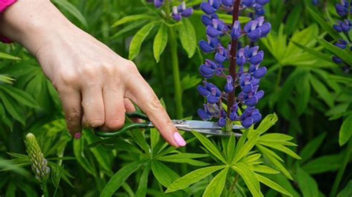 When should lupines be cut back?