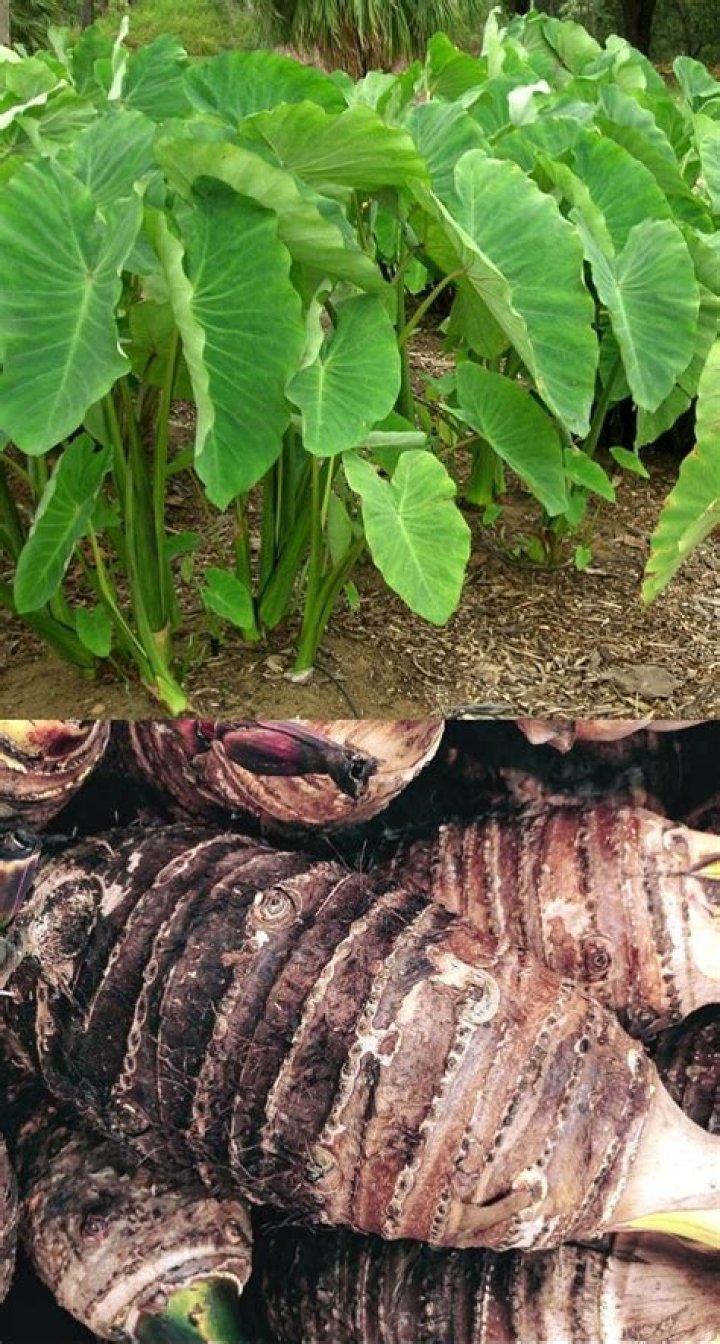 When to harvest dasheen?