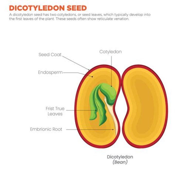 When to pinch cotyledons?