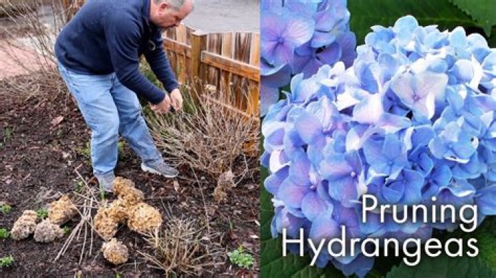 When to prune silverleaf hydrangea?