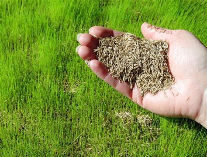 When to remove hay from grass seed?