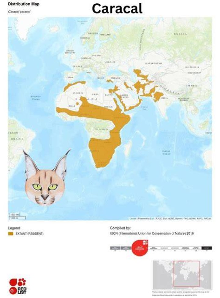 Where are caracals found?