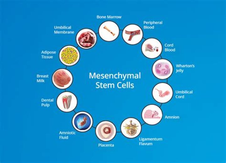 Where are mesenchymal cells found quizlet?