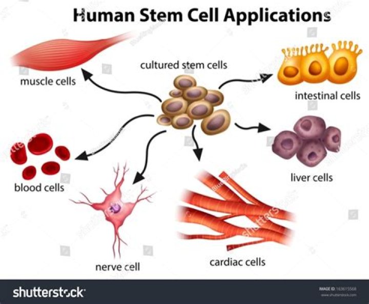 Where are specialized cells found?