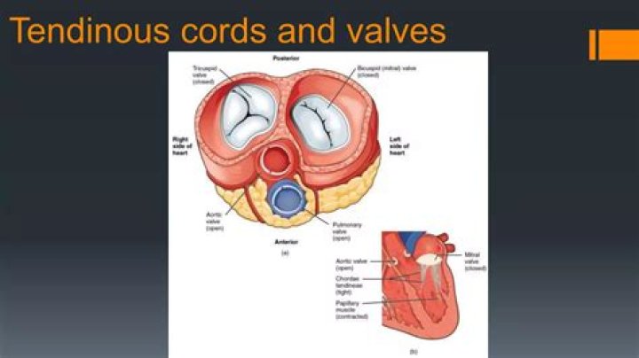 Where are tendinous cords?