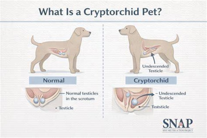 Where did the name cryptorchid come from?