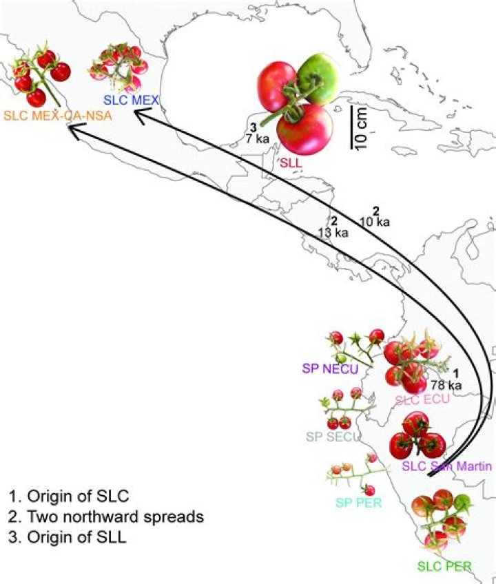 Where did tomatoes originate?