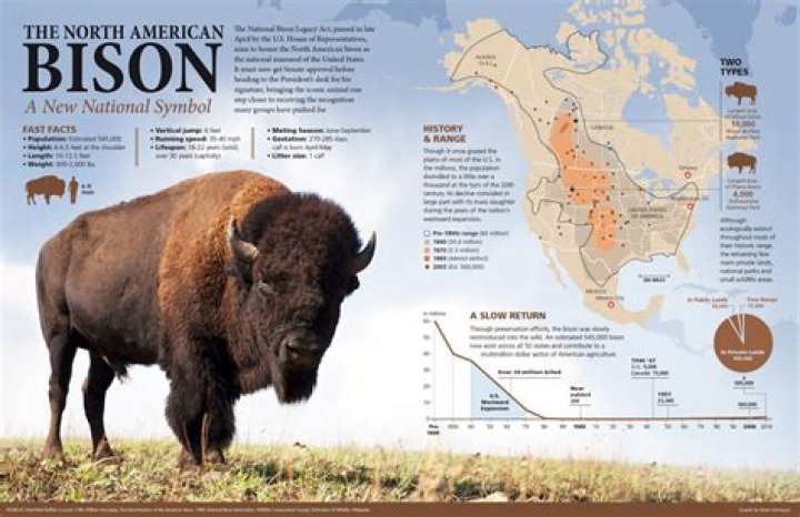 Where do buffalo live?
