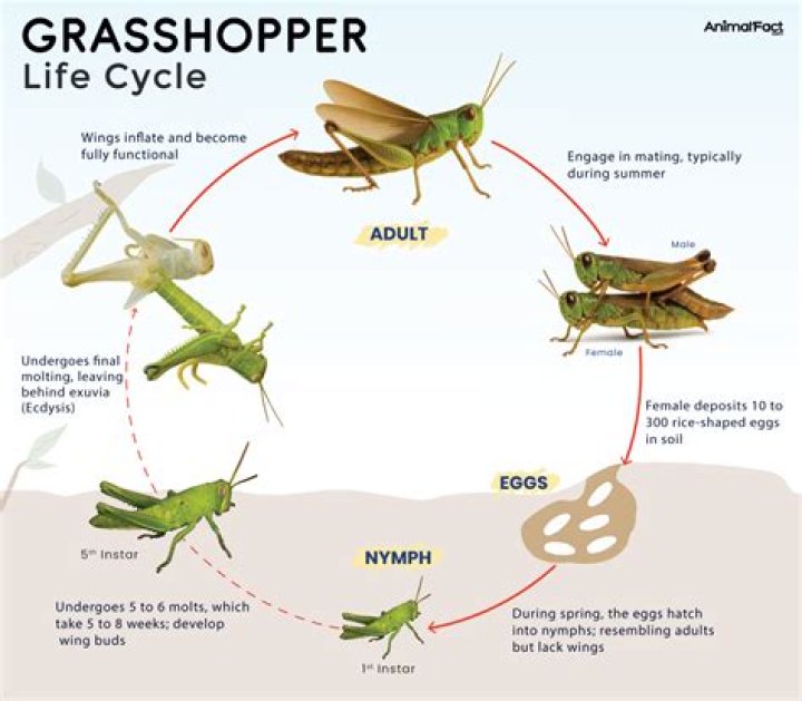 Where do lubber grasshoppers live?