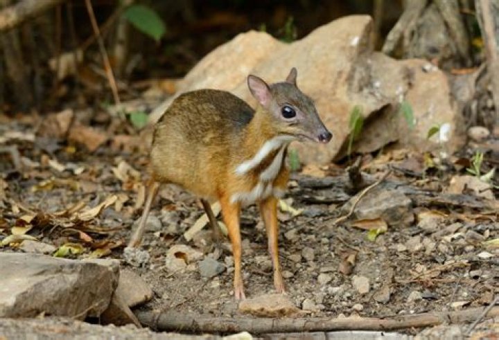 Where do mouse deer live?