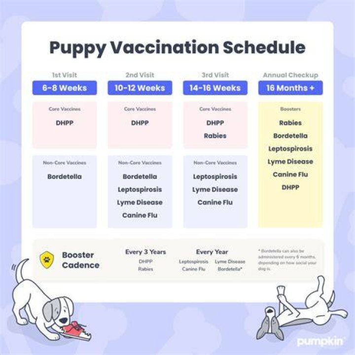 Where do puppies get coccidia?