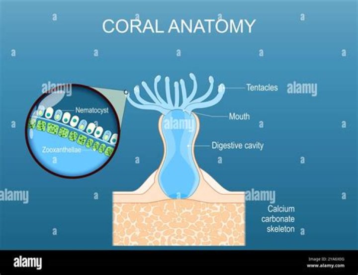 Where do you find coelenteron?