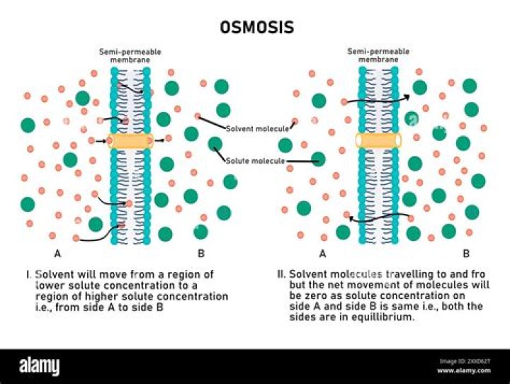 Where does osmosis occur in humans?