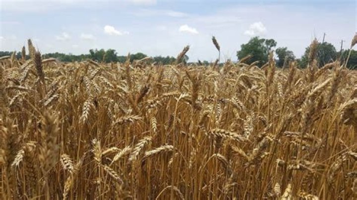 Where flour comes from?