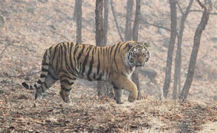 Where is manticore the tiger?