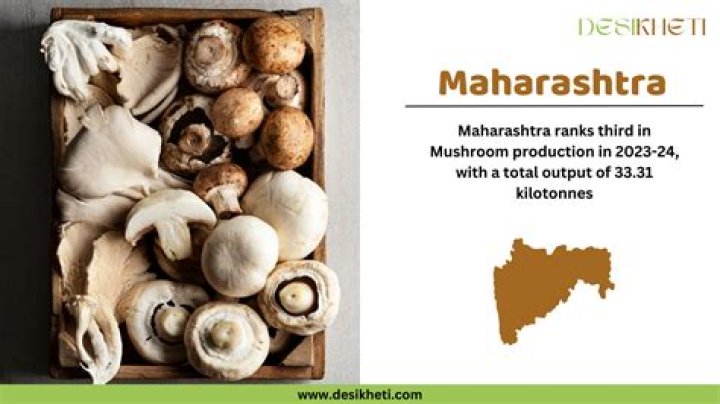 Where is mushroom grown in india?