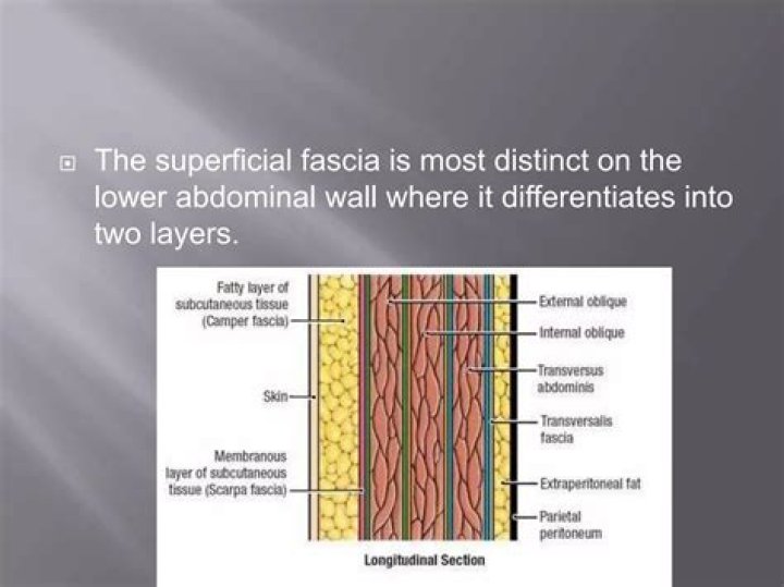 Where is superficial fascia found?