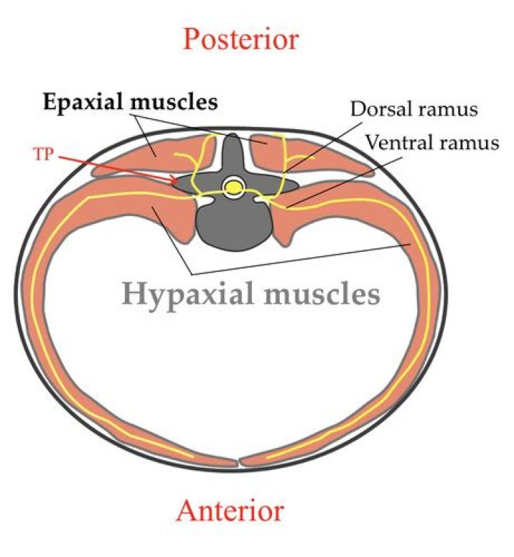 Where is the epaxial located?