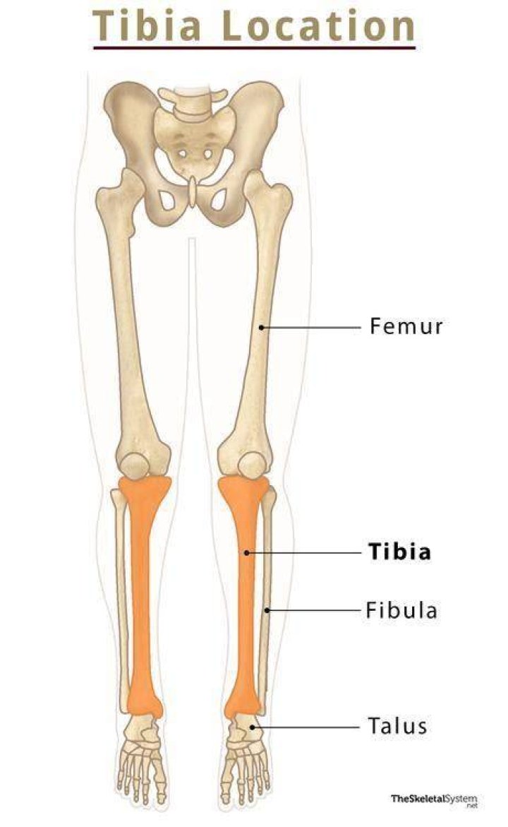 Where is the tibia in your leg?