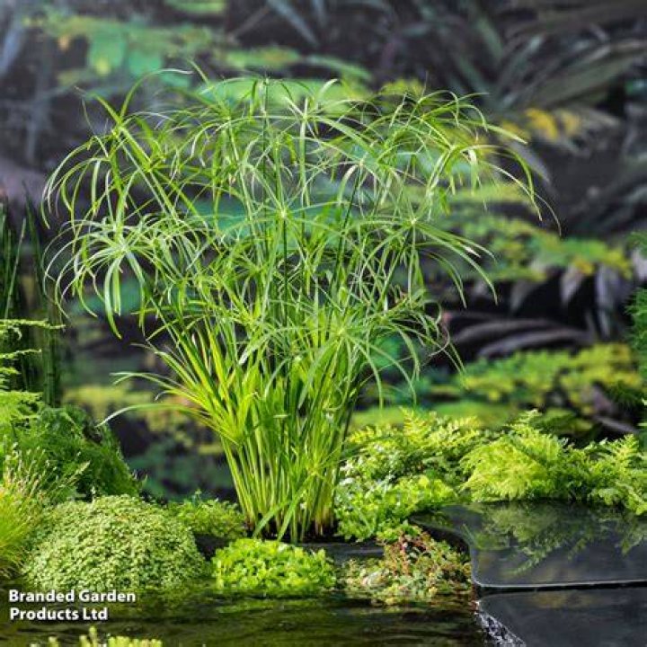 Where to buy cyperus alternifolius?