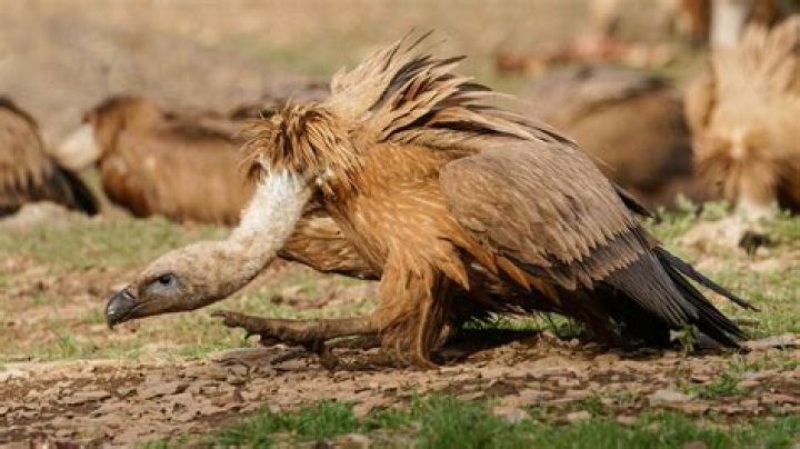 Where to buy griffon vulture?