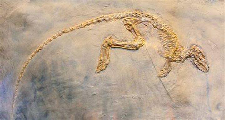 Where was paleontology first discovered?