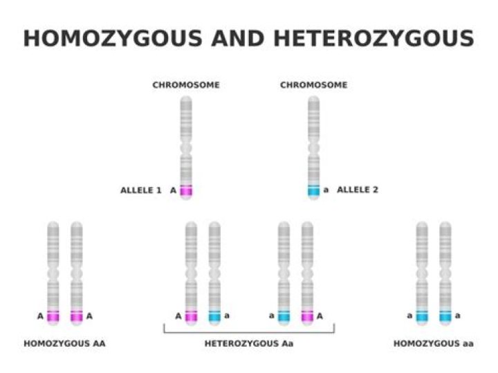 Which allele combination represents a heterozygous individual?