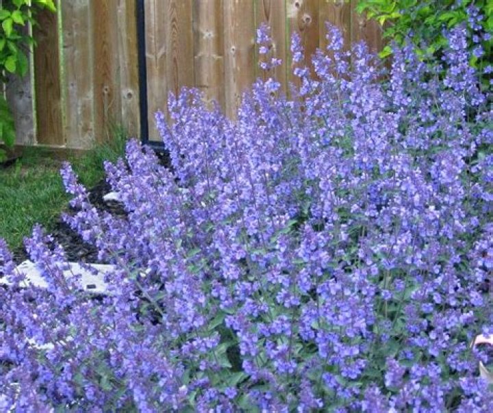 Which catmint is not invasive?