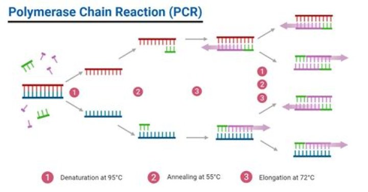 Which dna polymerase elongation?